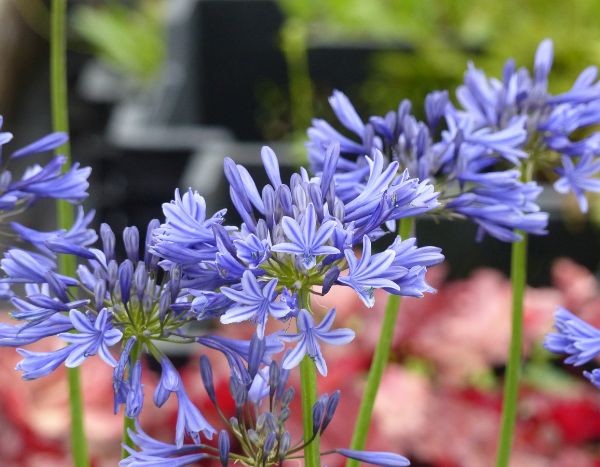 Agapanthus 'Navy Blue': a cold-resistant beauty