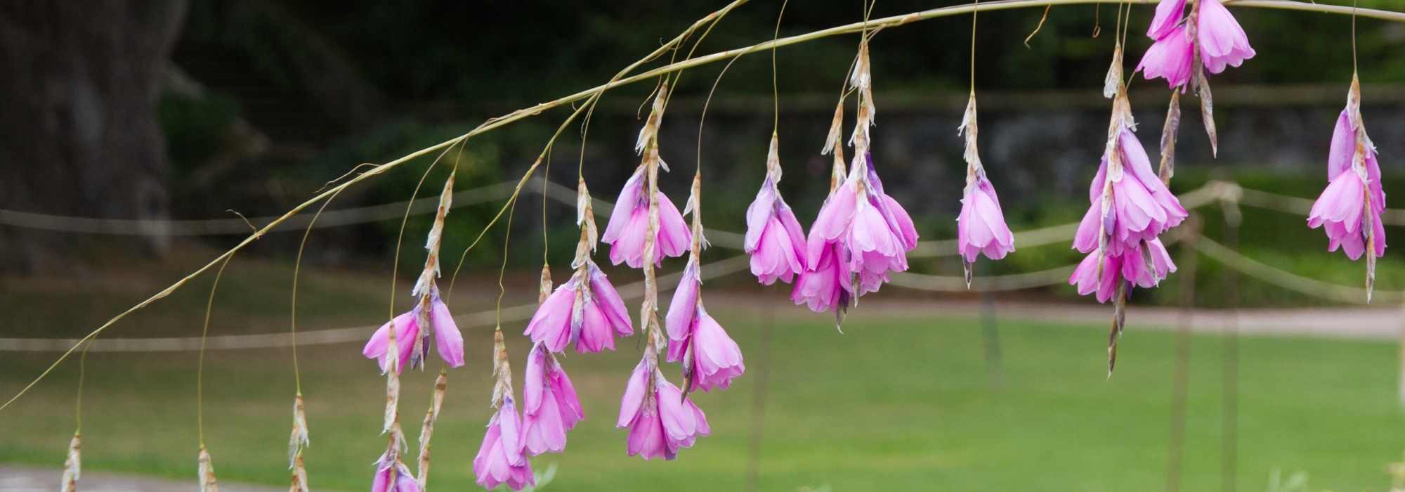 Pairing the Dierama