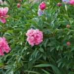 How to pair peonies?