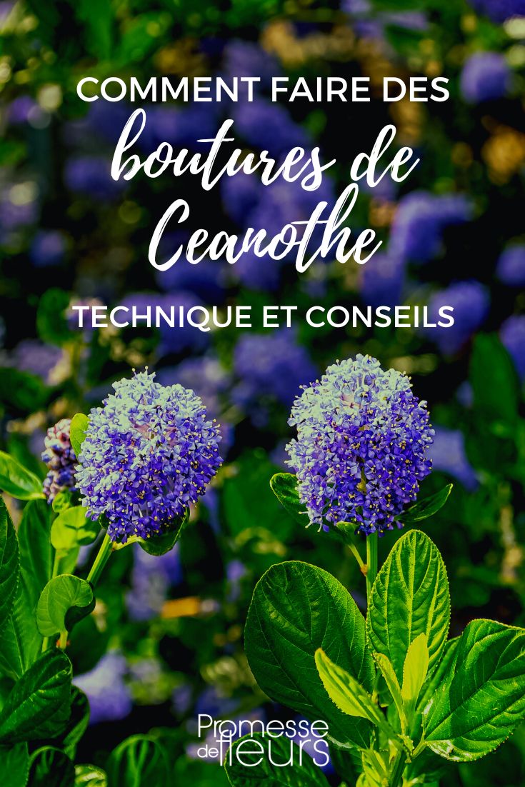 Making a cutting of ceanothus - illustrated tutorial