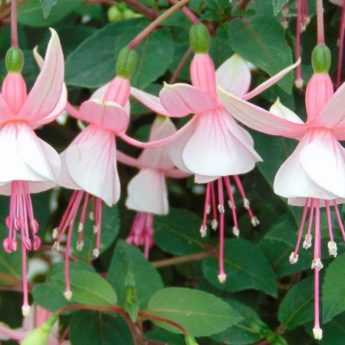 Taking cuttings from fuchsias
