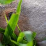 Fighting against the mole rat or field vole