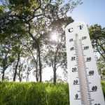 Heatwave: 10 tips to protect your plants