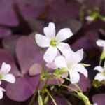 Choosing Oxalis