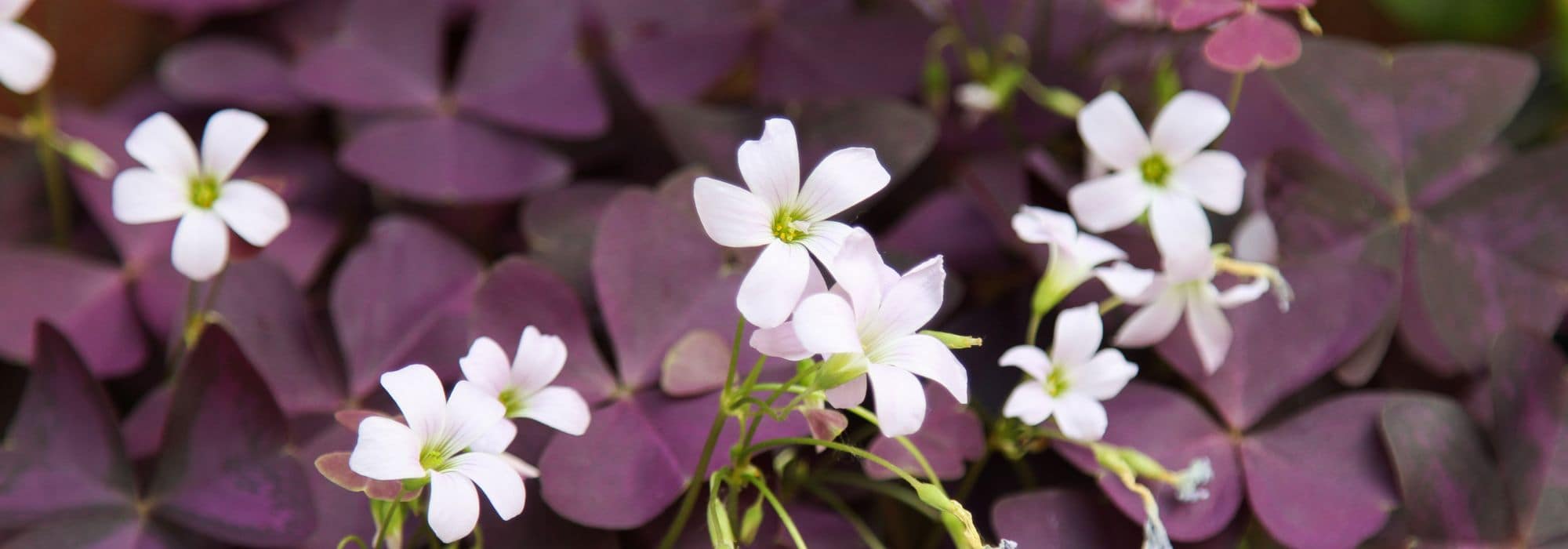 Choosing Oxalis
