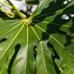 Fatsia japonica, Japanese Aralia: Planting, Growing, and Care.