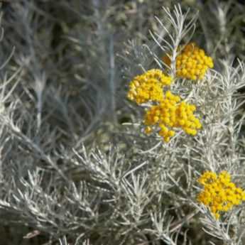 How to propagate Helichrysum?
