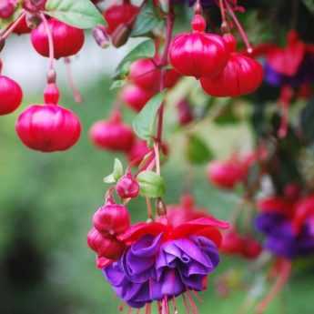 How to pinch fuchsias for more flowers?