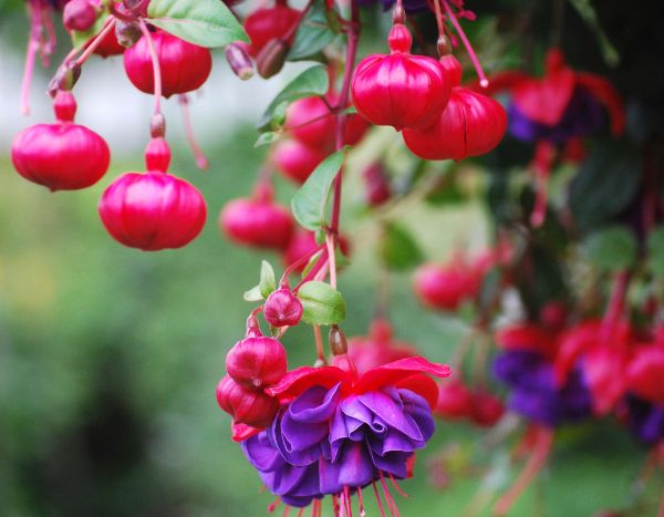 How to pinch fuchsias for more flowers?