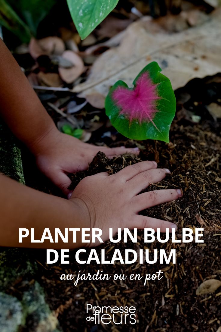 plant caladium Planting a caladium bulb