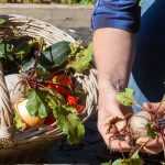 Vegetable garden calendar - August