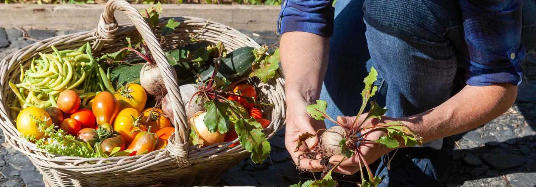 Vegetable garden calendar - August