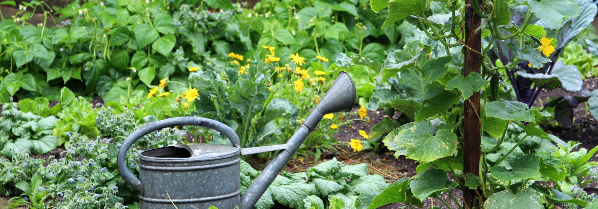 Vegetable garden calendar - June