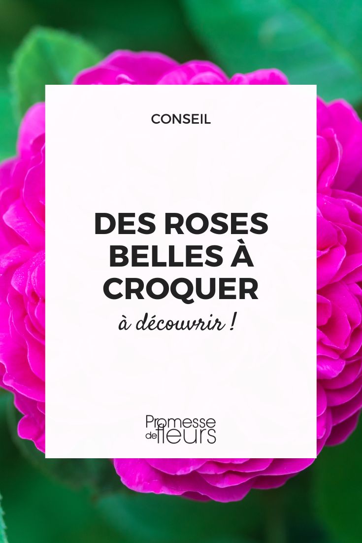 [plantes_comestibles]Roses[/plantes_comestibles]