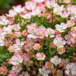 'Cutie Pie': an adorable miniature rose without thorns!