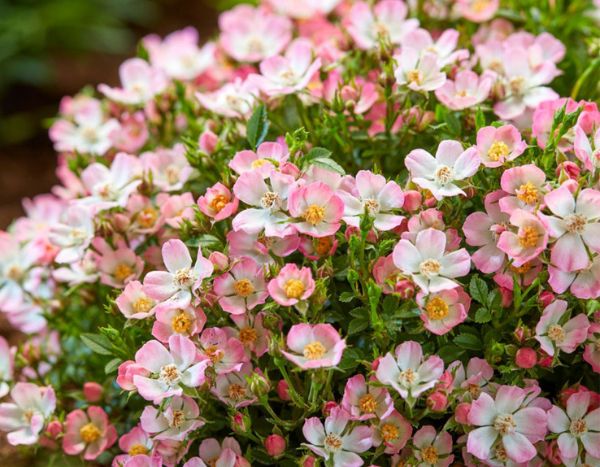 'Cutie Pie': an adorable miniature rose without thorns!