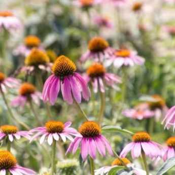 Tutorial: How to sow echinacea?