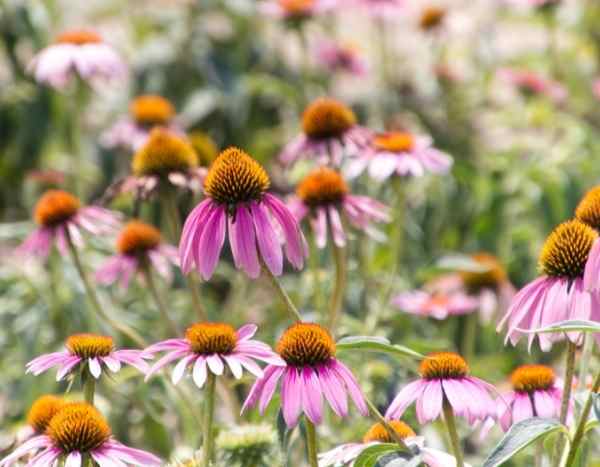 Tutorial: How to sow echinacea?