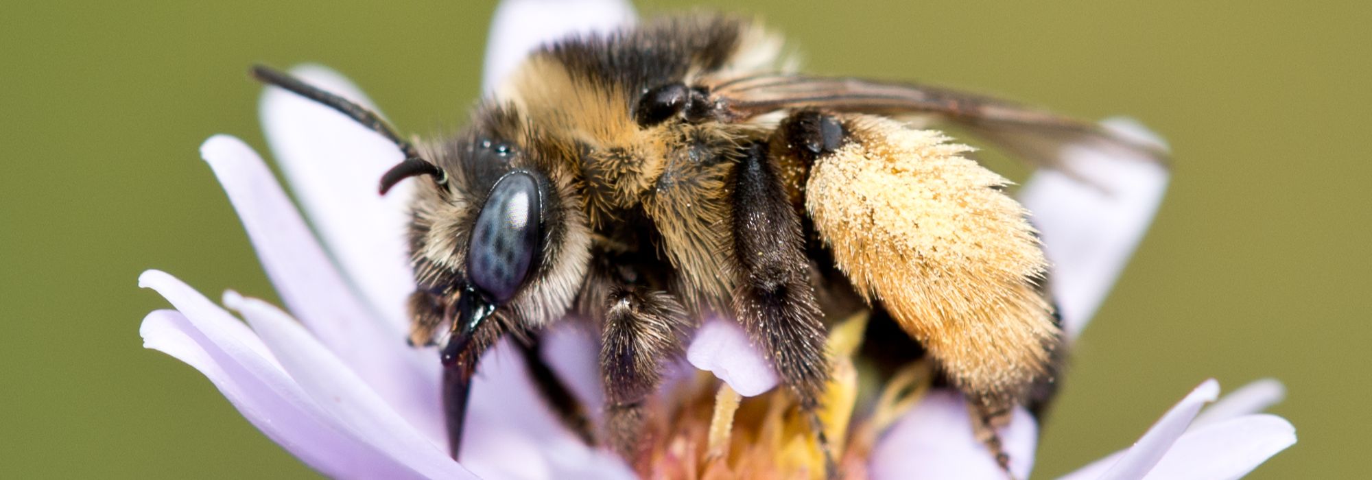Decline of Pollinators: The Consequences for Plants