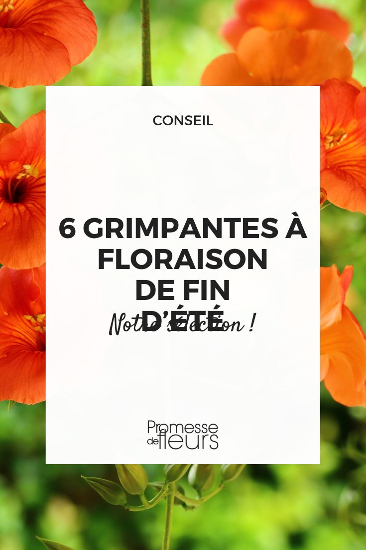 6 climbing plants with late summer flowering Campsis grandiflora