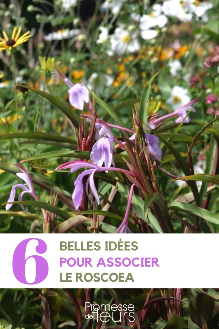 Roscoea Ginger Orchid Pairings