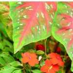 Associate Caladium or Elephant Ear
