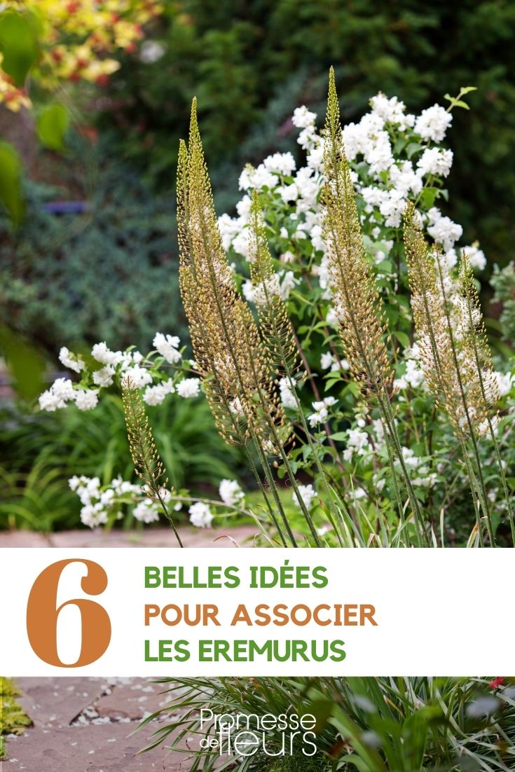 Associate the foxtail lilies