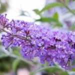 Growing a butterfly bush in a pot