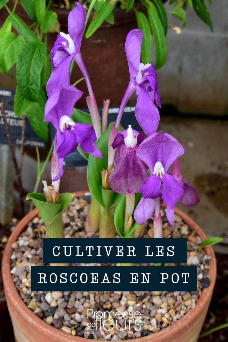 Growing Roscoeas in Containers Growing Roscoeas in Containers
