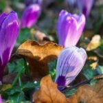 Small bulbs and groundcover plants, a winning duo
