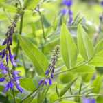 Galega: Planting, Growing and Care