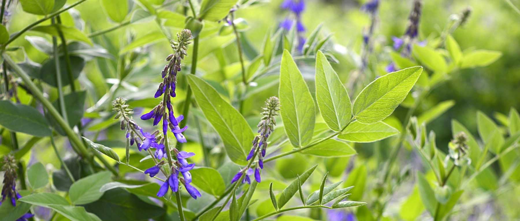 Galega: Planting, Growing and Care
