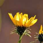 Grindelia: Planting, Growing, and Care