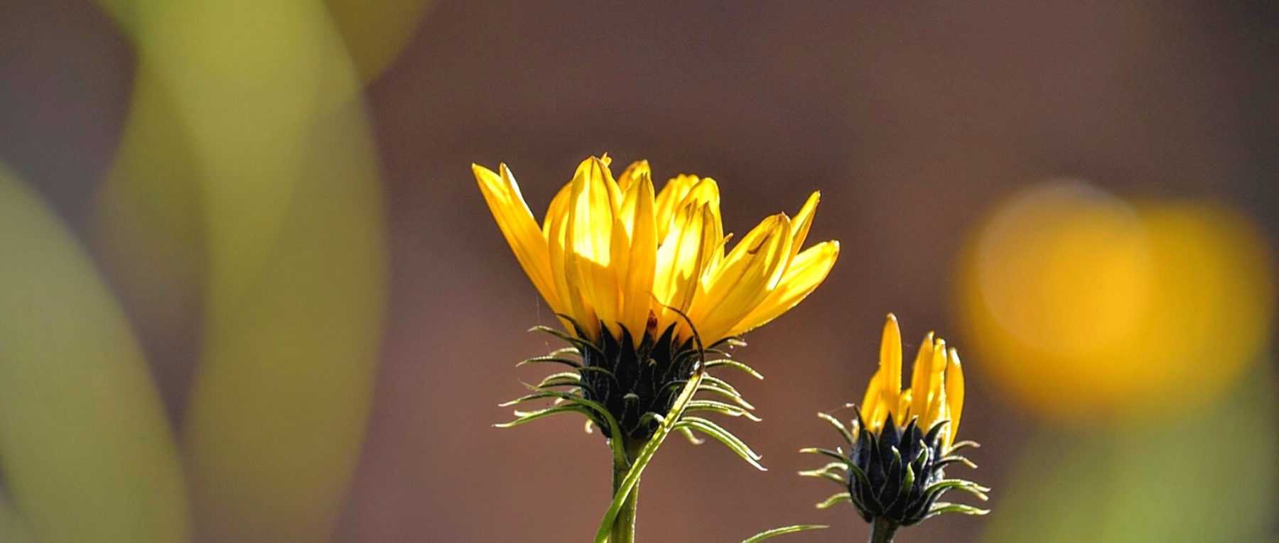 Grindelia: Planting, Growing, and Care