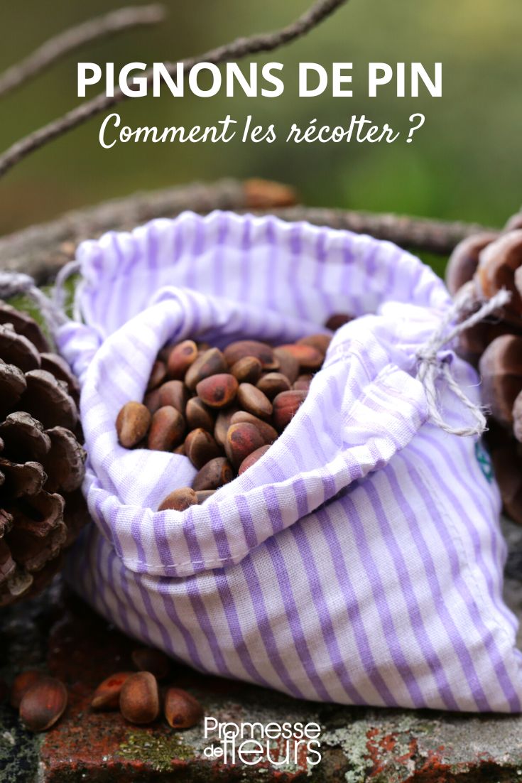 How to harvest pine nuts harvesting and storing pine nuts