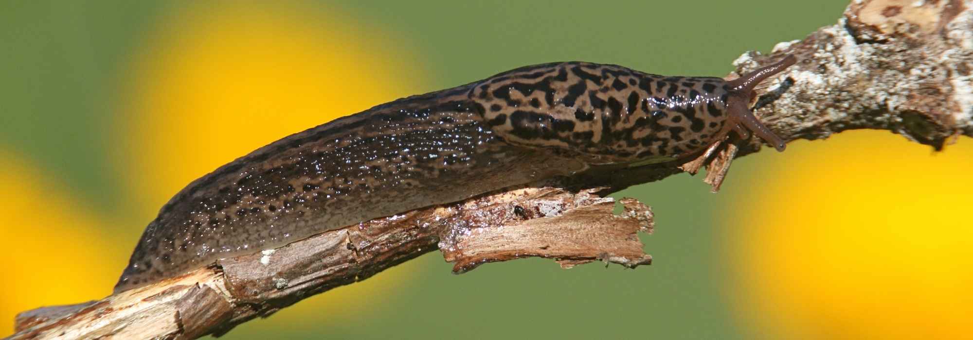 Gardener's ally: the leopard slug