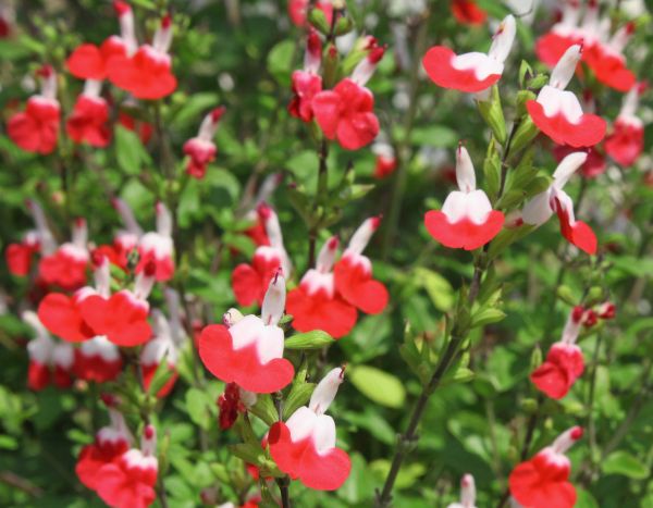 How to take cuttings from shrubby sage?