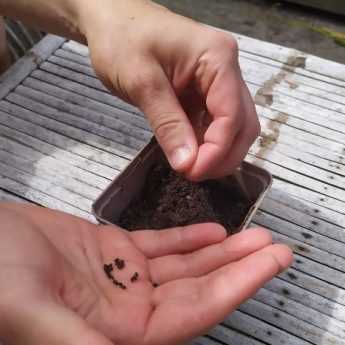 Sowing sage