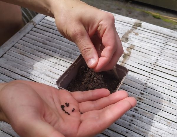 Sowing sage