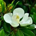 Travelling Plants: Magnolia