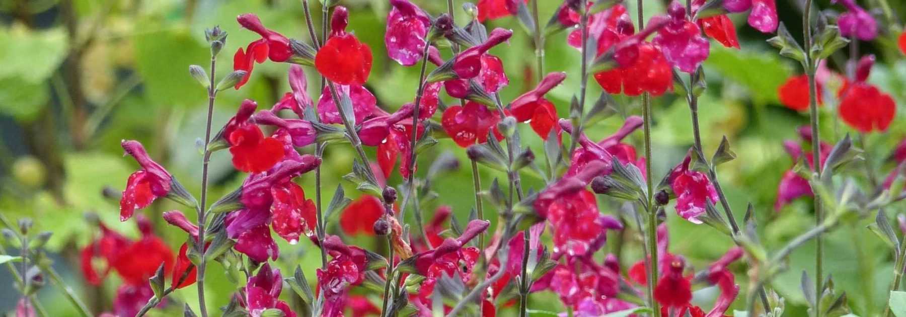 Shrubby Sages: Planting and Care Tips