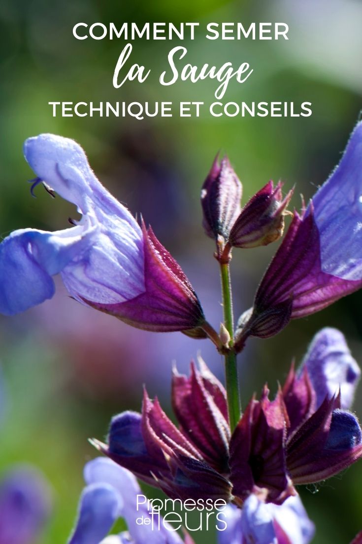 sowing salvia: tips and technique