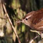 Garden Bird: the Wren