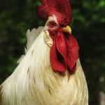Adopting a rooster: good or bad idea?