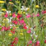 Pairing Shrubby Salvias