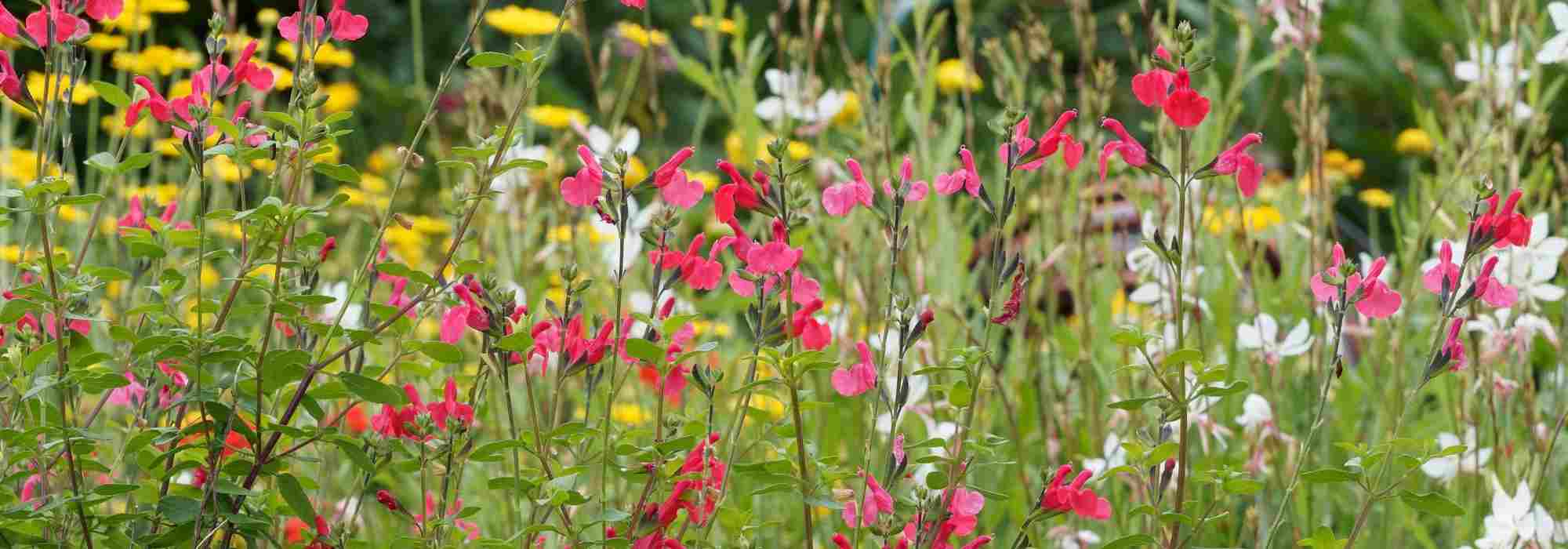 Pairing Shrubby Salvias