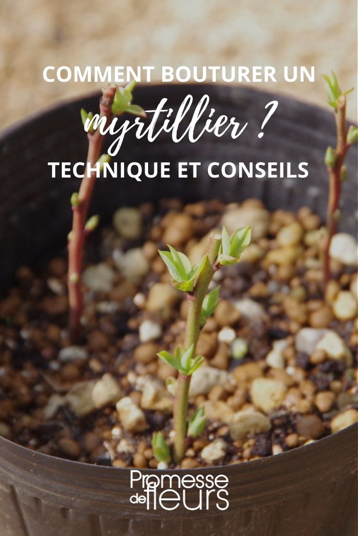 propagating a blueberry bush