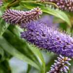 8 Dwarf Butterfly Trees to Discover!