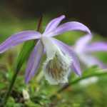 3 ideas for pairing Pleiones