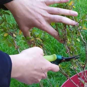 When and how to prune a shrubby sage?